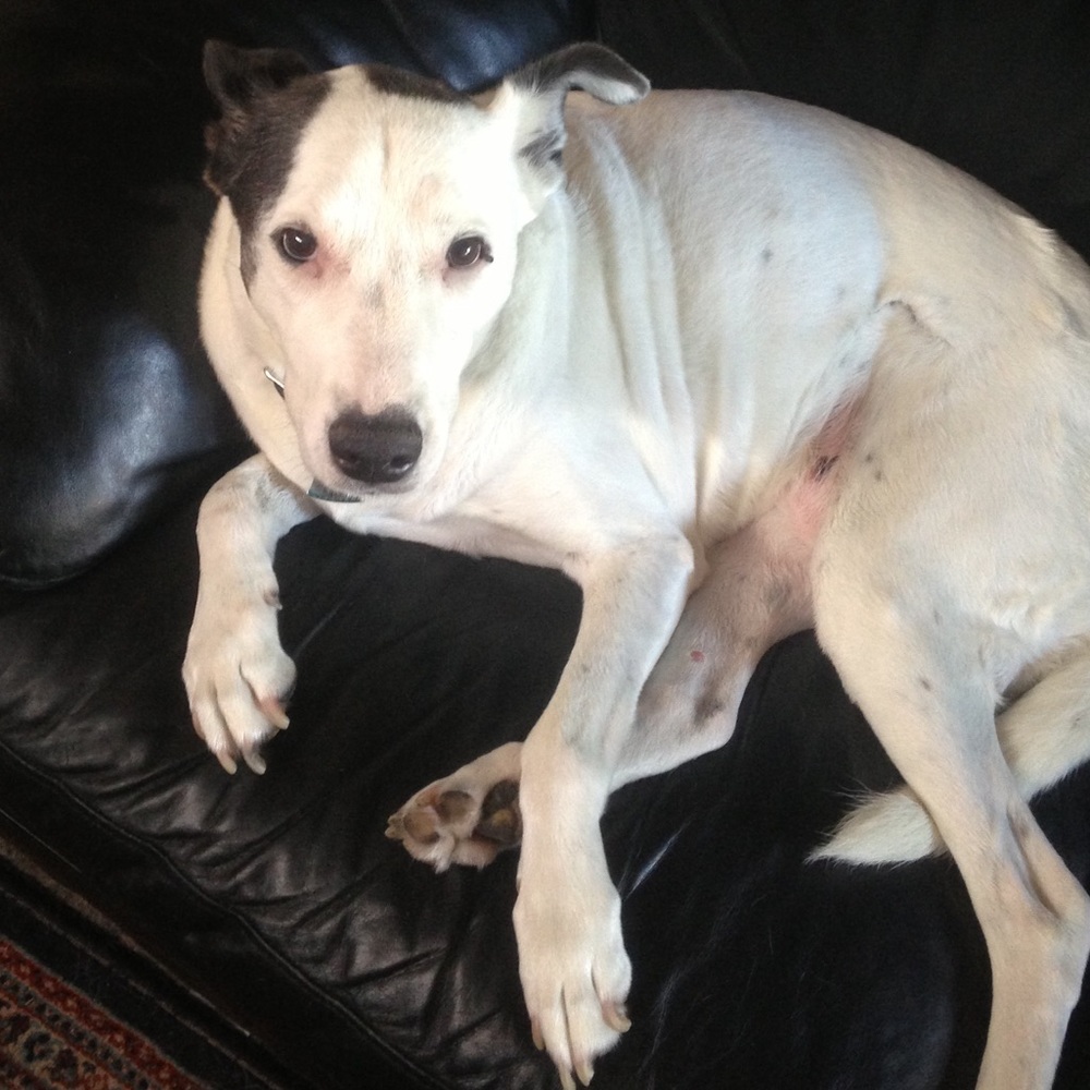 Meet your Posher, Zack